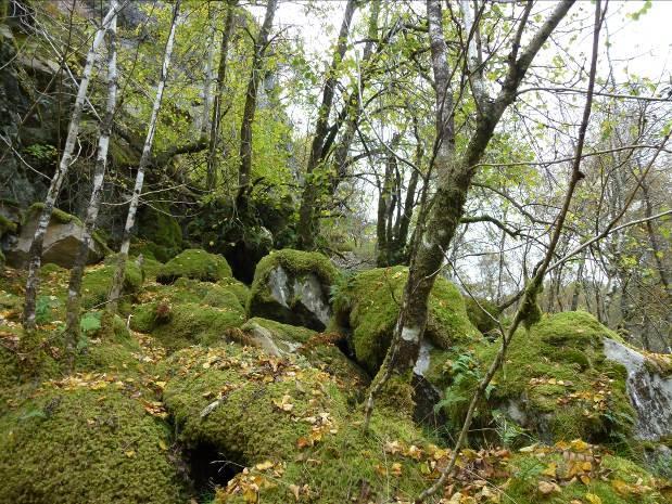 hinnebregne, sisselrot, stripefoldmose (Diplophyllum albicans), krusfellmose (Neckea crispa), småhinnemose (Plagiochila punctata) og kysttvebladmose (Scapania gracilis) registrert.