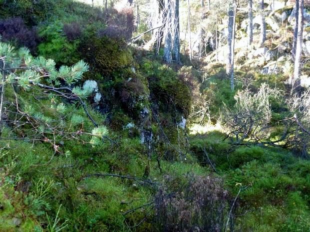 Av andre arter på bjørk kan nevnes kattefotlav (Arthonia leucopellaea), kystvortelav (Pertusaria multipuncta, VU) og småhinnemose.