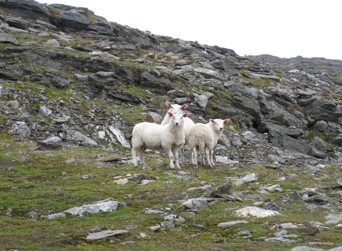 Været har også innvirkning på beitinga. I sterkt solskinn beiter sauen helst i skyggen eller i nordhellinger. I regnvær går den nødig ut på beite dersom den har tørr liggeplass.