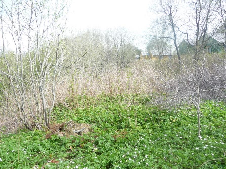 FIGUR 5: VEGETASJONSKLEDT SKRÅNING NED MOT SANDNESELVA Grunnforhold Det er gjort grunnundersøkelser av området med tanke på etablering av ny adkomst veg ut mot Sandneselva.