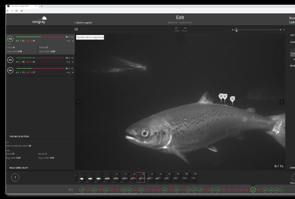 Stingray Konsept: Bildesekvenser tas av Stingray node 40 fisk per merd analyseres Oppdretter gjør manuell bekreftelse av bilder Resultater/trender over lusesituasjon Snitt per lokalitet/merd (ulike