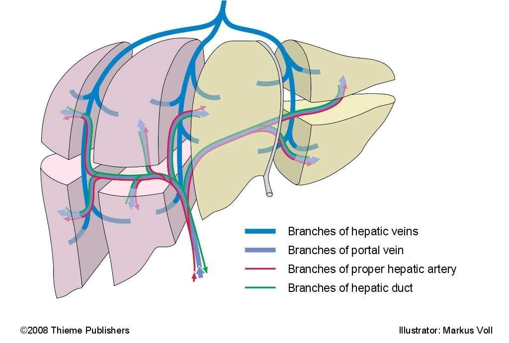 Segmentation of the liver. Anterior view.