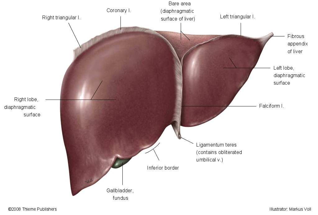 Surfaces of the liver.