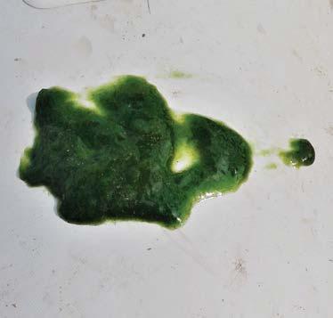 1.2. Oppblomstringer av Gonyostomum semen På midten av 1970-tallet fant Bjørndalen den sannsynligvis første oppblomstring av algen Gonyostomum semen (figur 2) i en norsk innsjø, nærmere bestemt i