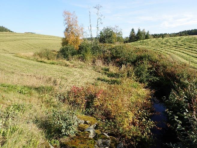 Det er behov for å styrke informasjonen om bestemmelsene i vannressursloven og kontroll i forhold til ulovlig fjerning av kantvegetasjon og hogst helt ned til elvekanten.