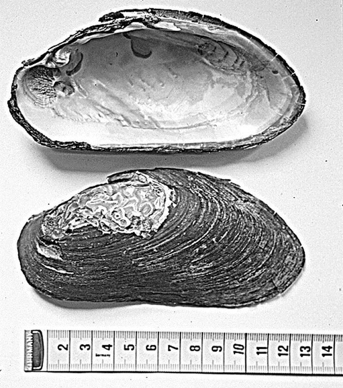 1 Generelt om elvemusling 1.1 Bakgrunn Elvemusling, Margaritifera margaritifera, ble angitt med status «sårbar» på den norske rødlisten både i 2006, 2010 og 2015 (Henriksen & Hilmo 2015).