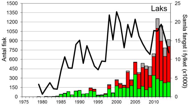 Også i 2011 vart fanga over 1100 laks, før det var ein reduksjon til 784 laks i 2013. I 2014 vart det fanga 919 laks. I perioden 1977-2009 vart det i snitt fanga 114 sjøaure per år.