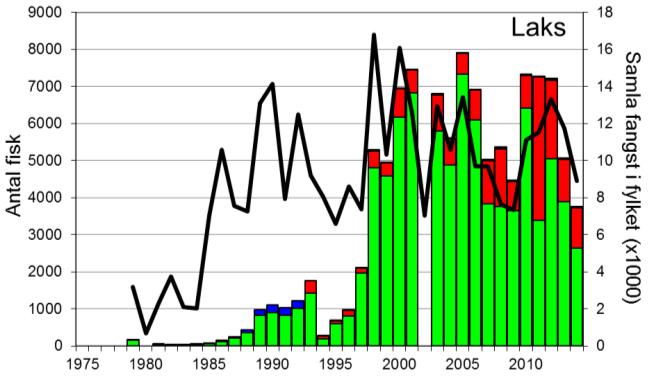 I 2010-12 var fangstane i overkant av 7000 per år, deretter har fangstane gått ned, og i 2014 vart det fanga 3766 laks (snittvekt 2,5 kg).