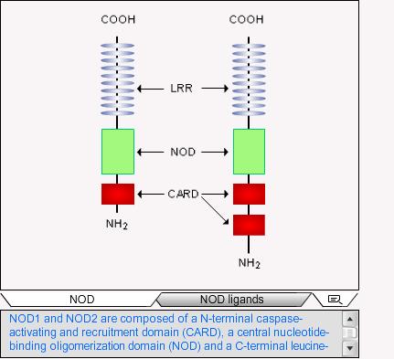 NOD and other cytosolic recognition systems OD olecules OAS molecules PKR molecules NOD-family members are characterized by three distinct functional domains: a carboxy-terminal leucin-rich repeat