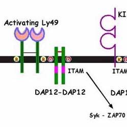 Detection of missing self he NK eceptors -type lectine receptors NK receptors are divided