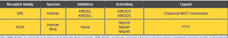 Immunoglobulin-like receptors KIR family members consist of type I glycoproteins containing