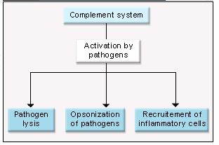 Modulation of acute phase protein production occurs when hepatocytes are exposed to inflammatory cytokines omplement The complement protects against extracellular pathogens.