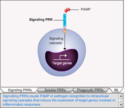 Microbial non self: pattern recognition receptors ignaling RRs Soluble PRRs Signaling PRRs acts as early warning system. couple PAMP recognition to induction of microbicidal host responses.