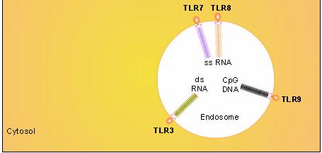 ell surface LRs ndosomal LRS Because U-rich motif is likely present in viral as well as self