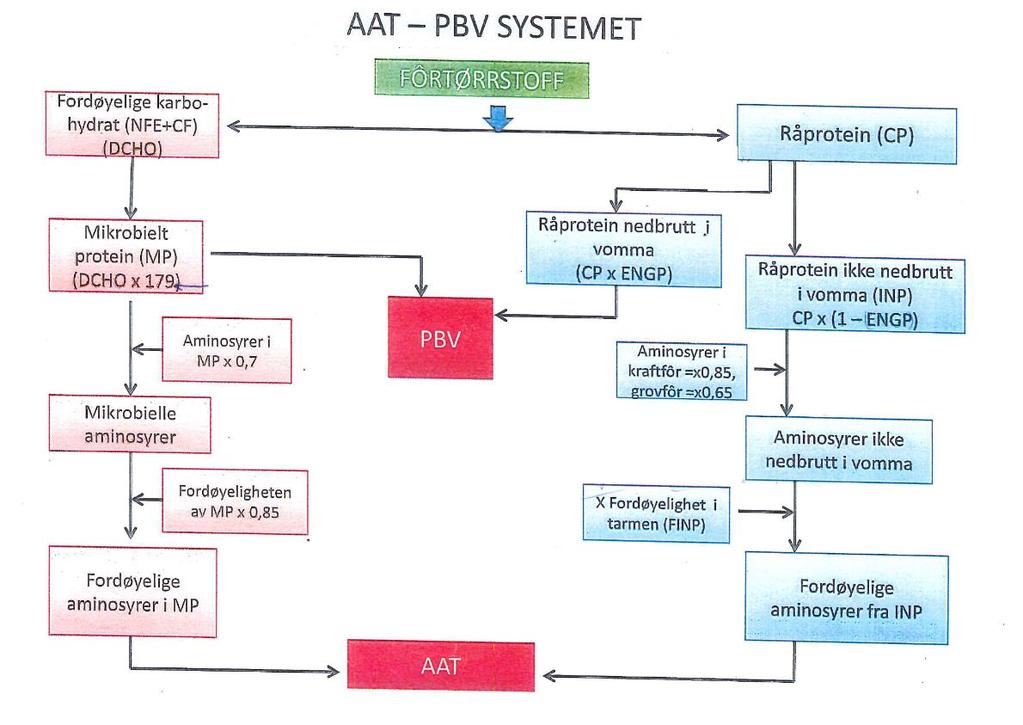 Figur 11. Skisse over AAT/PBV systemet (Madsen 1985). PBV blir bestemt ved differansen mellom nedbrutt fôrprotein og mikrobeprotein.