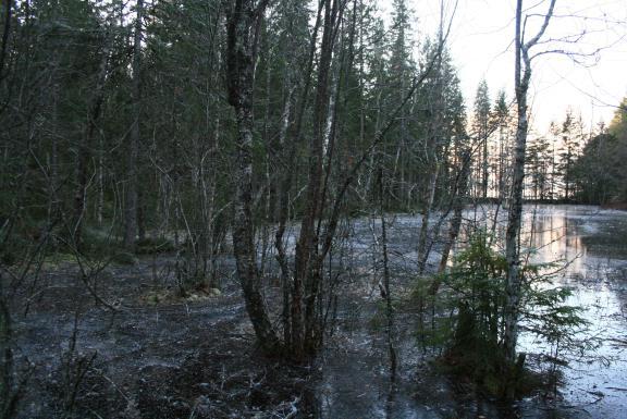 største forekomster av orkideene marisko og flueblom. Utvidelsen forsterker verdiene av reservatet, og inneholder bl.a marisko og den sjeldne orkideen huldreblom.