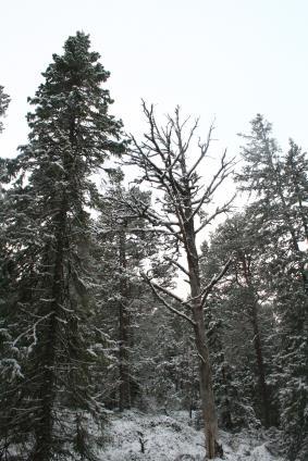 To lokaliteter med boreal regnskog, langs bekker som renner i ravinedaler.