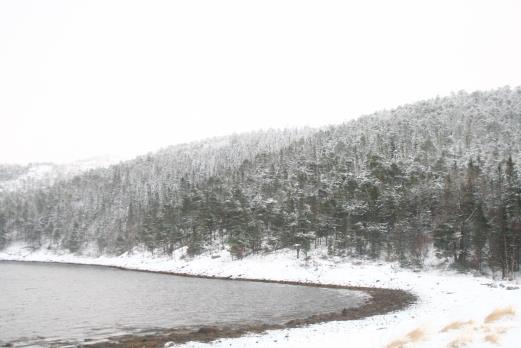 Området er tidligere tydelig plukkhogd, men skogen er nå gammel, i aldersfase, og med enkelte meget gamle trær. Det er gode forekomster av bl.a. gullprikklav, som er en typisk art for boreal regnskog.