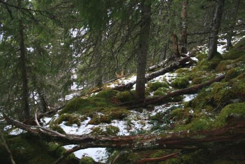 Honnavasslia naturreservat, Flatanger kommune.