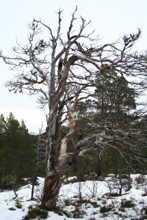 rikmyr. Området er i utgangspunktet noe høytliggende for boreal regnskog, men gullprikklav er funnet. 952 da.