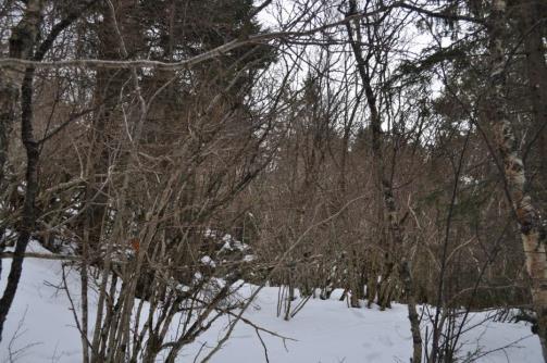 Berga naturreservat, Indre Fosen kommune. Området er en rik edellauvskog i borenemoral sone (lavland, sørlig sone) med bl.a alm og hassel, samt gammel granskog og furuskog.