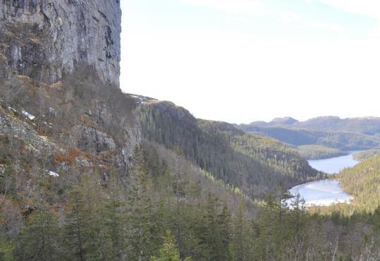 Hasselkratt i gran- og furuskog er vanlig i området. Storlidalen naturreservat, Indre Fosen kommune. Storlidalen ligger ca. 5 km sørøst for Hasselvika.