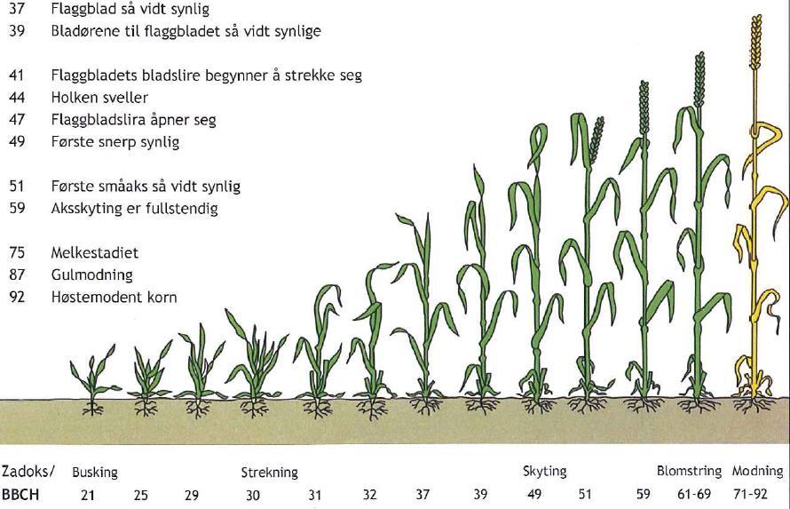 Gjødsling til Høsthvete - mat Vårgjødsling 8 kg N (ca 45 %) Juster +1-3 kg ved tynn åker 1.