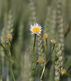 Ugrassprøyting -Overvintrende ugras er problemet!