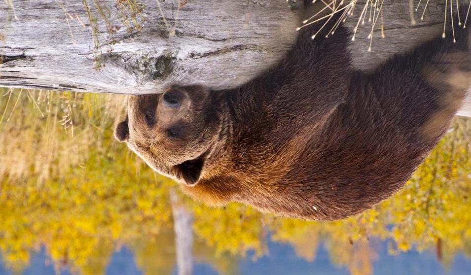 Se bjørn i Alaska sentrum og valgfrie utflukter.