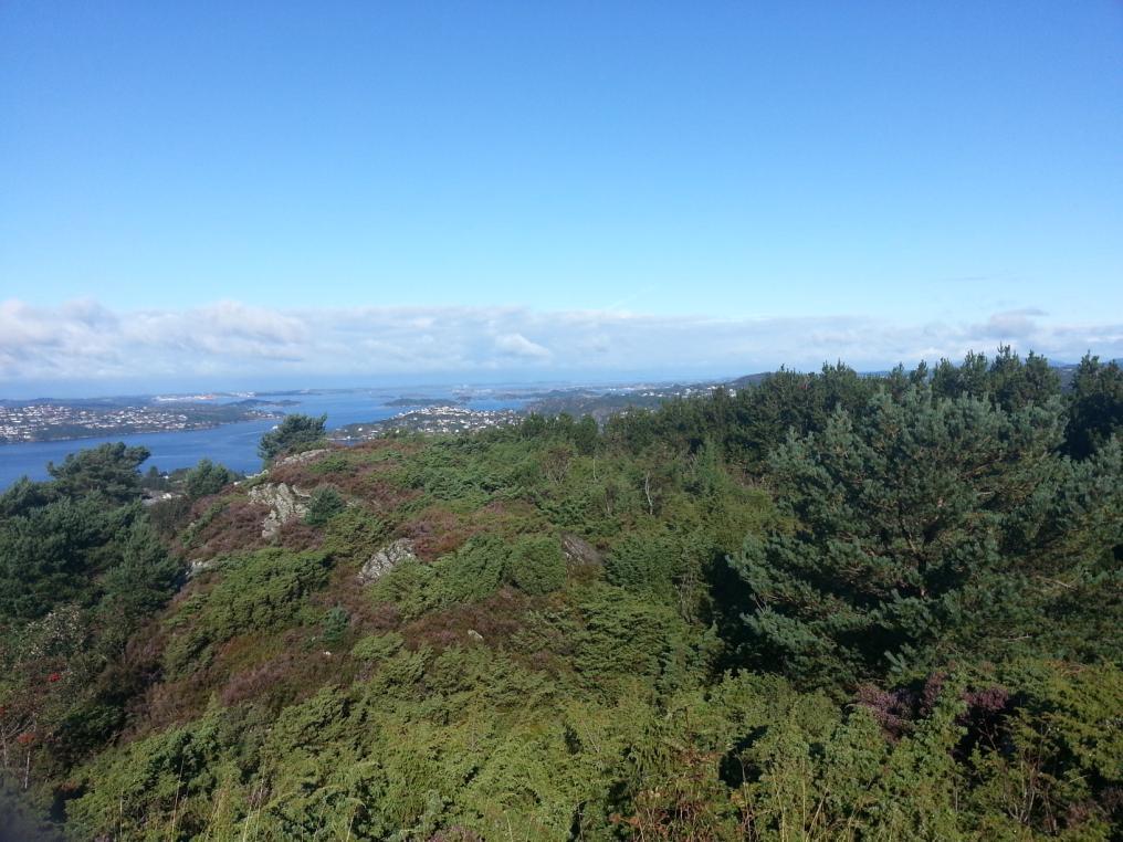 Norsk Natur Informasjon-NNI Kystlynghei på Grønnetuen, Olsvik, Bergen.