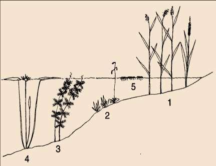 Vannvegetasjon - definisjon Vannplantene vokser helt neddykket eller har blad flytende på vannoverflata. Fire livsformgrupper: (2) isoetider (kortskuddsplanter) (eks.