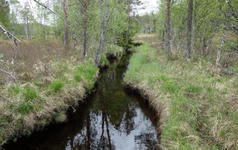 Øvre Gjøvassbekken Øvre lokalitet for elvemusling ble funnet på 216 moh., like oppstrøms en vandringsbarriere for fisk uavhengig av art (Figur 7).