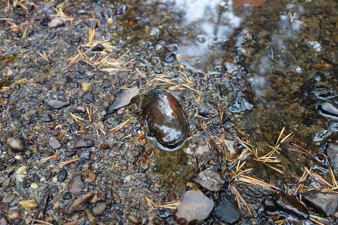 liten minstevannføring. En levende musling ble blant annet funnet på et tørrlagt bekkeparti (Figur 23).