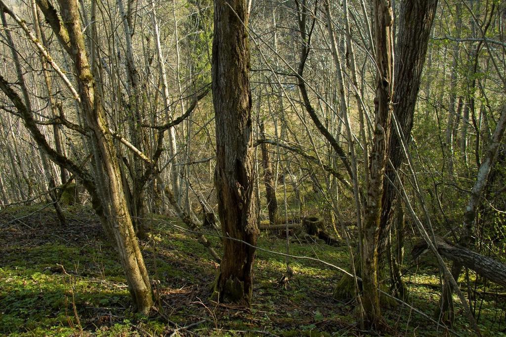 Variert løvskog fra en av de vestvendte, bratte