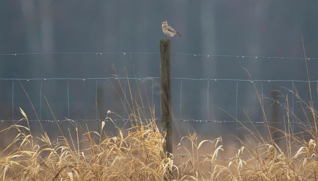 hettemåke (Chroicocephalus ridibundus), sanglerke (Alauda arvensis) og rosenfink (Carpodacus erythrinus) som begge to er oppført som sårbare