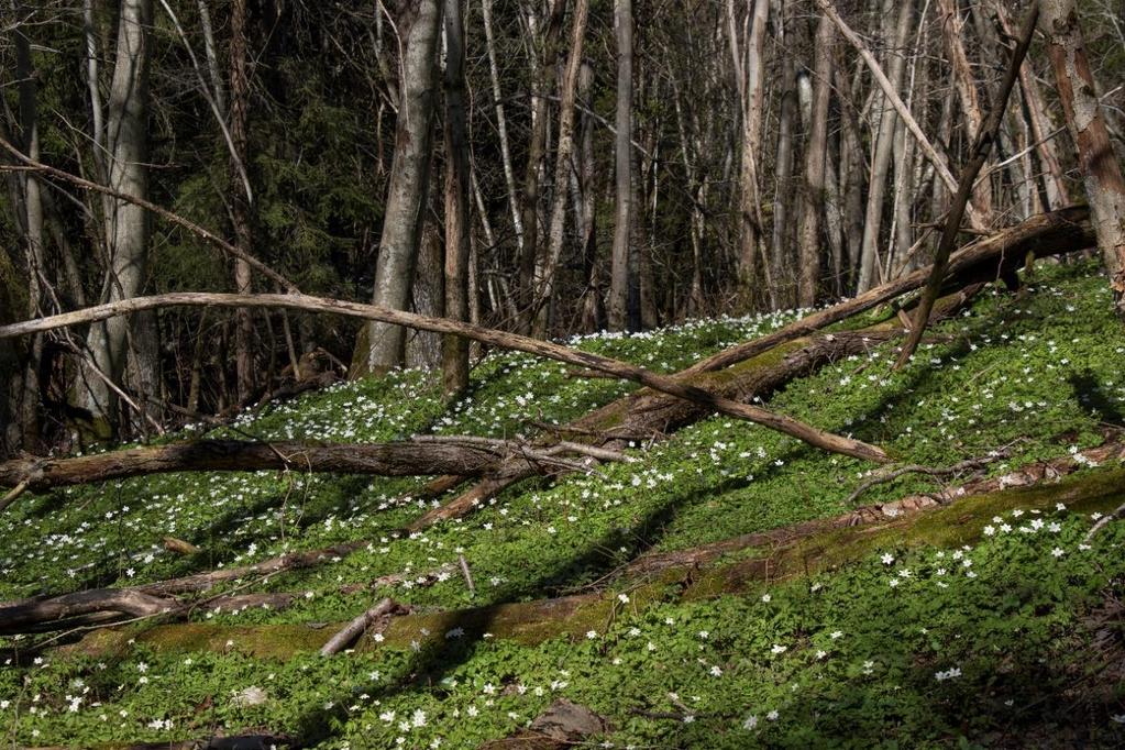 Et parti med grov ospeskog er viktig for spettene i området. Andelen gråor øker jo nærmere elvesletta ved Leira man kommer.