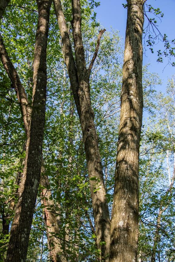 av løvskog; flere steder ganske ung skog. Et mindre hogstfelt ligger i nordenden av området der ravinen strekker seg inn mellom bebyggelsen.