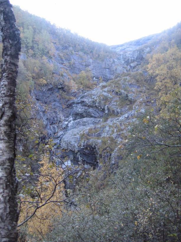 Vasagjelet ligger innenfor sørboreal vegetasjonssone.