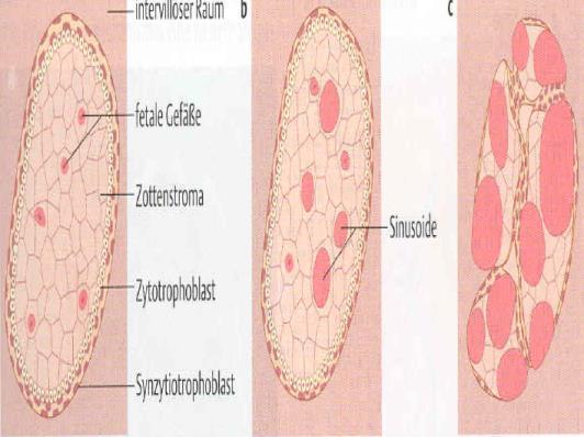 Variasjon i placenta mikroskopi