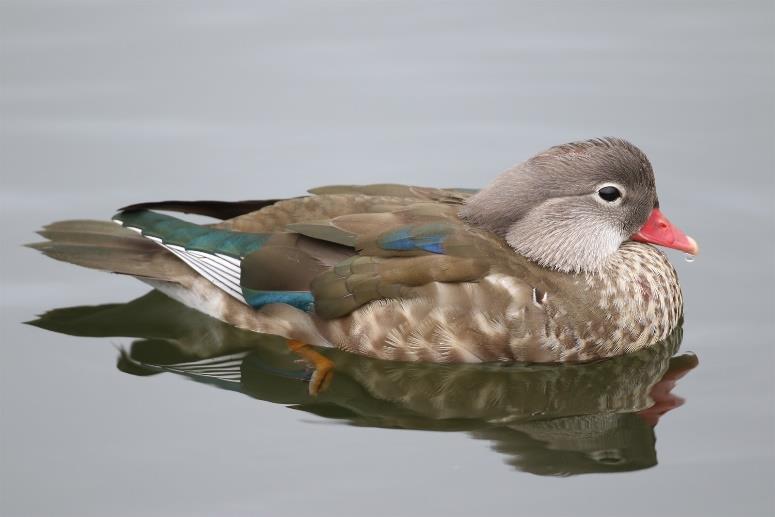 (Bjørn Lauritzen). Hvitkinngås Branta leucopsis (4 ± 3) 1 obs. 0 20.05. 1 ind. Hegstad 20.5. (Morten Hunn). Gjennomsnittlig ankomstdato: 1.5. ± 22 dager (17 år).