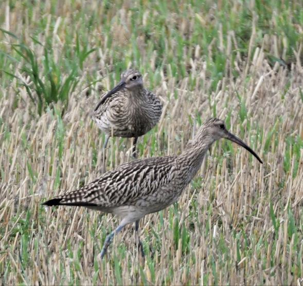 Småspove Numenius phaeopus (4 ± 2) 3 obs. 0 06.05.-17.05. Maks. 4 ind. Fiskumvannet 6.5. (Steinar Stueflotten, Lars Dolmen). 4 ind. Fiskumvannet 17.5. (Steinar Stueflotten).