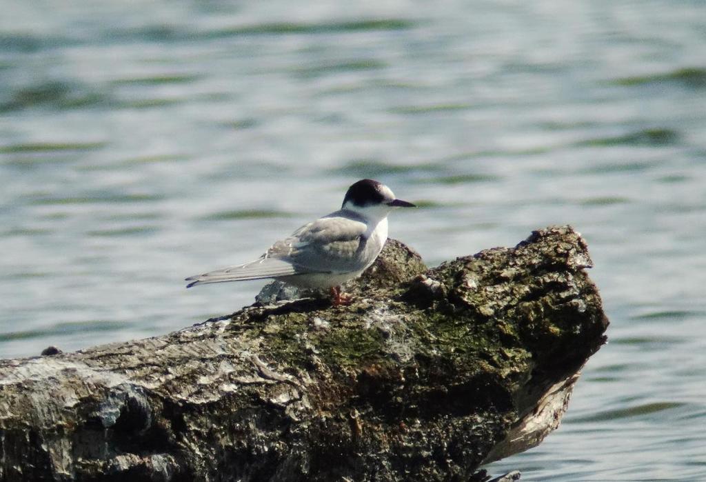 Sildemåke Larus fuscus (18 ± 7) 29 obs. (+) 07.04.-26.10. Første observasjon: 1 ind. Hokksund 7.4. (Jens Tøndel Fossum), jf. gjennomsnittlig ankomstdato: 16.4. ± 10 dager (24 år). Jevnlig 1-6 ind.