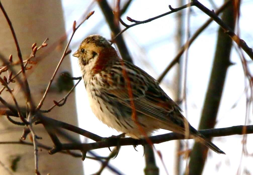 Sivspurv Emberiza schoeniclus (108 ± 41) 120 obs. + 01.04.-18.10. Jevnlig i perioden april - oktober, hyppigst i trekktidene vår og høst.