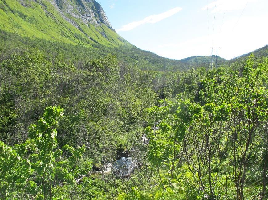 Skråningen framstår som tørr ved befaring, men det renner en bekk ned fra toppen på fjellet helt i sør.