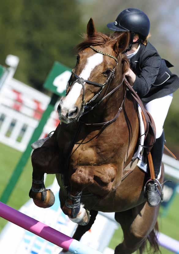 PIONÉR Sport PIONÉR Sport er en energirik blanding tilpasset hester i trening. Blandingen er uten havre og er godt egnet i kombinasjon med havre og/ eller annet korn, i tillegg til grovfôr.