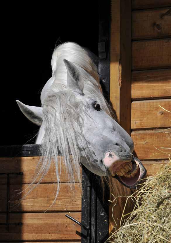 GROVFÔR Grovfôr er det viktigste fôrmidlet til en hest. Eksempler på grovfôr er høy, høysilasje og surfôr, den største forskjellen på disse er vanninnhold.