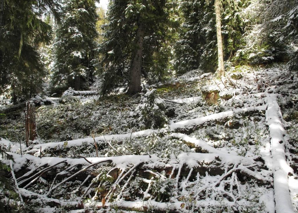 Figur 13. Fra de østre deler av kjerneområde 4. Flersjiktet eldre nokså grovvokst, men tydelig plukkhogst påvirket granskog dominerer kjerneområdet.