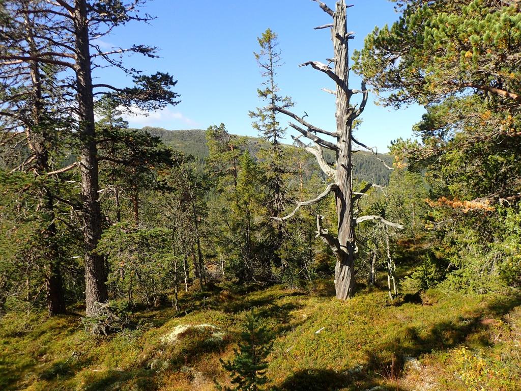 Bilder fra området Ormenatten