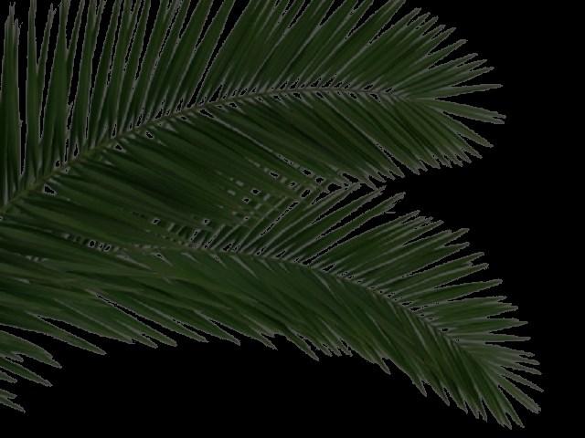 Askeonsdag nærmer seg. Vi samler inn fjorårets palmegreiner. Det er satt ut kurver ved kirkeinngangen.