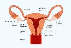 Dumoulin et al., 2010 Hormonstimulering?